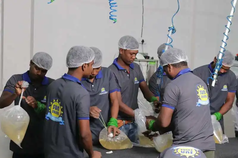 workers are packing shrimp seed